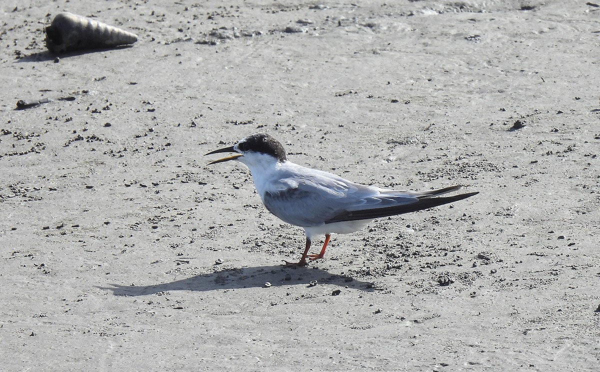 Little Tern - ML621812317