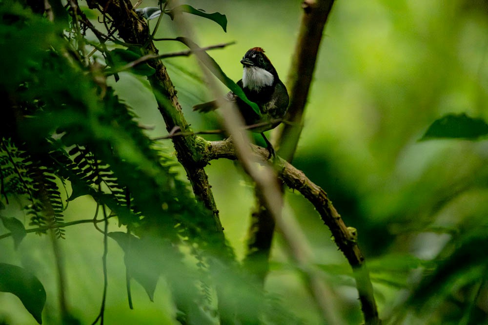 Chestnut-capped Brushfinch - ML621812324