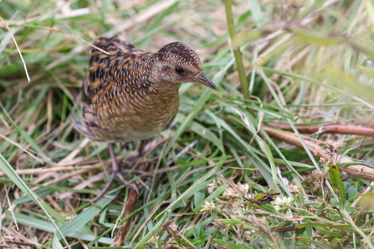 Yellow Rail - ML621812349