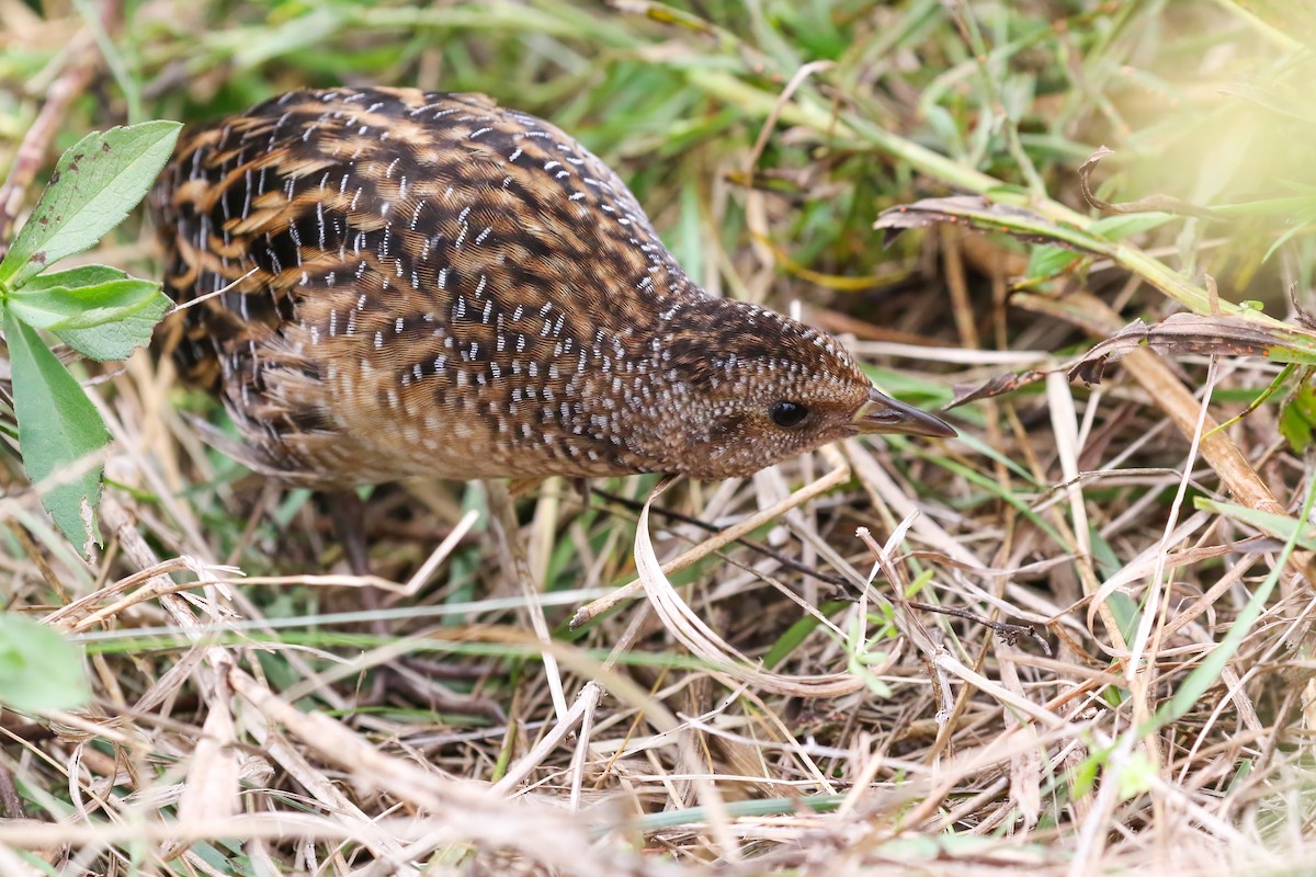 Yellow Rail - ML621812351