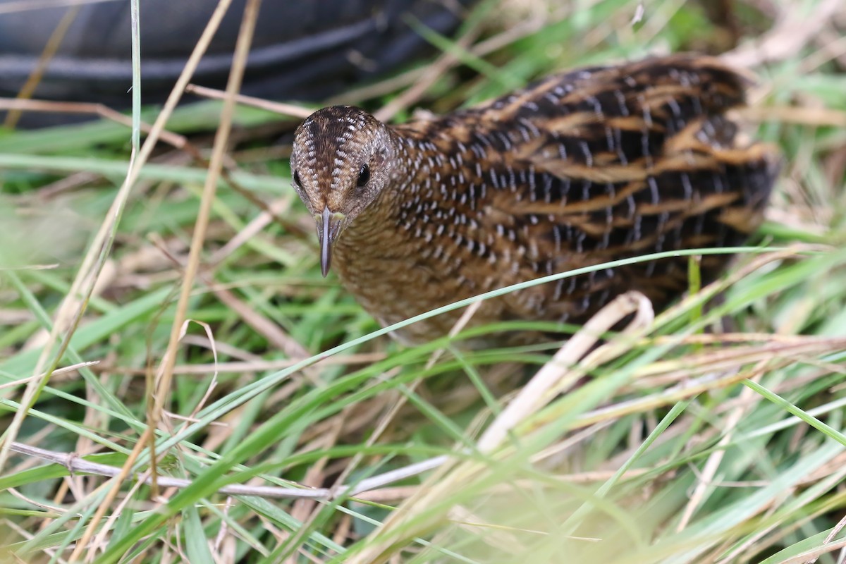 Yellow Rail - ML621812352