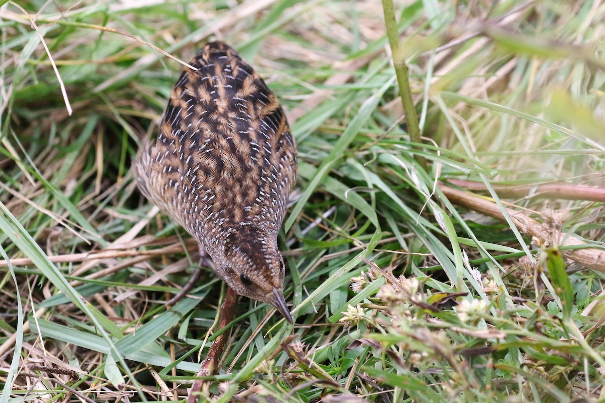 Yellow Rail - ML621812353