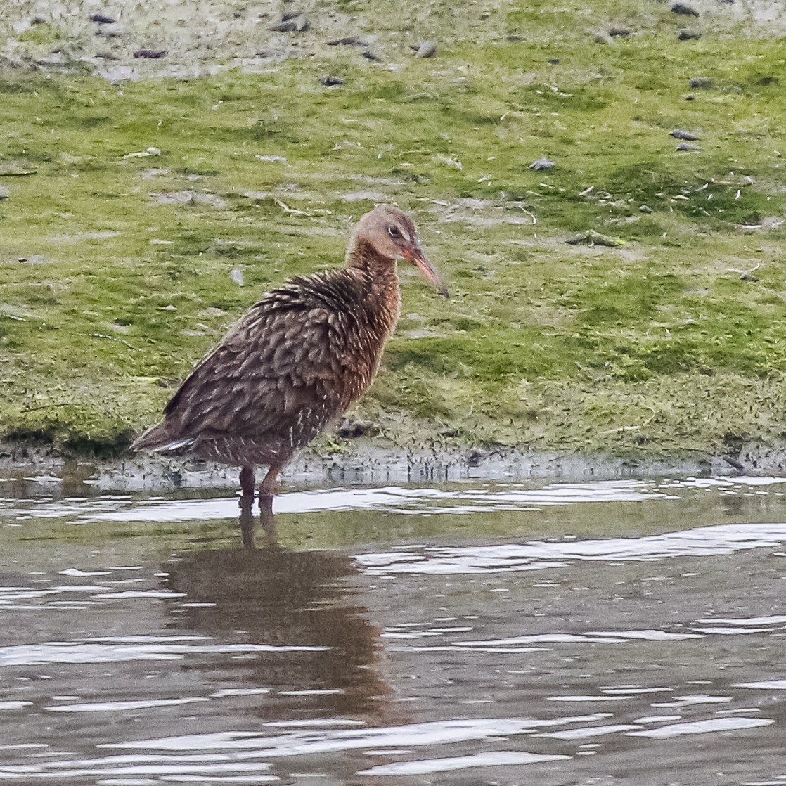 Ridgway's Rail (Light-footed) - Skye Haas