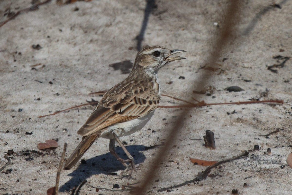 Fawn-colored Lark (Fawn-colored) - ML621812397