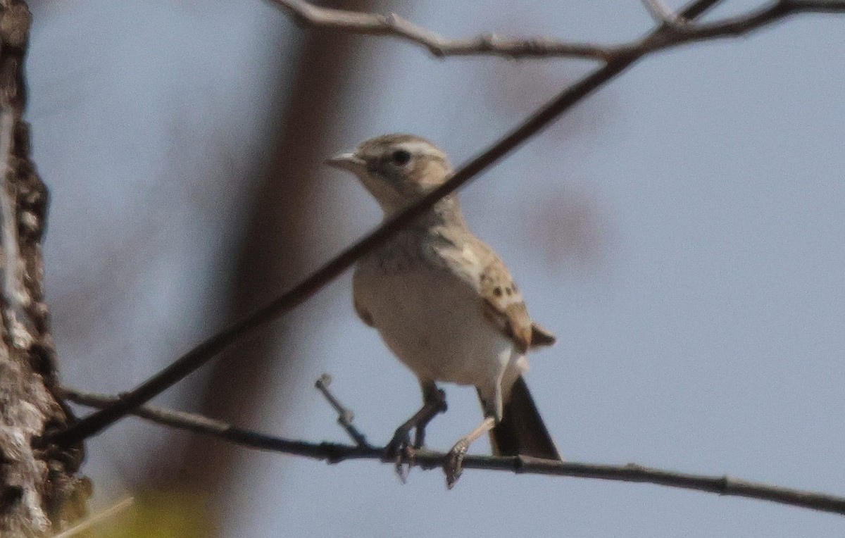 Fawn-colored Lark (Fawn-colored) - ML621812398