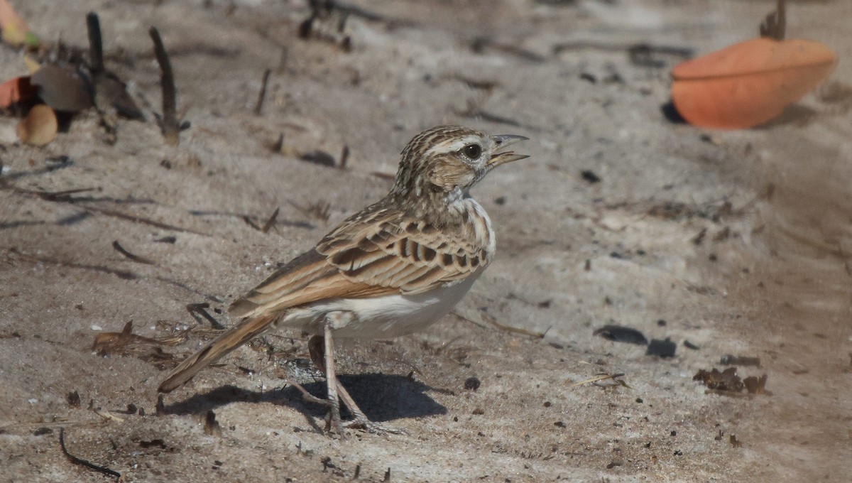 Fawn-colored Lark (Fawn-colored) - ML621812399