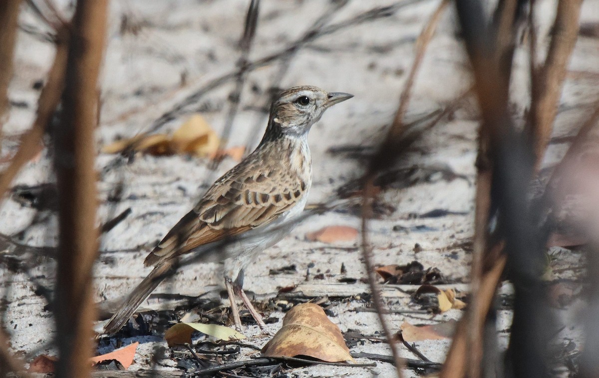 Fawn-colored Lark (Fawn-colored) - ML621812400