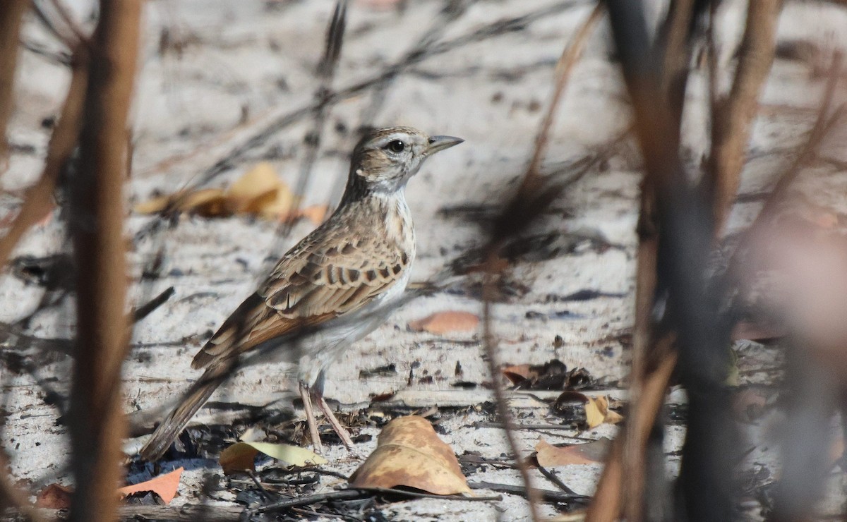 Fawn-colored Lark (Fawn-colored) - ML621812401