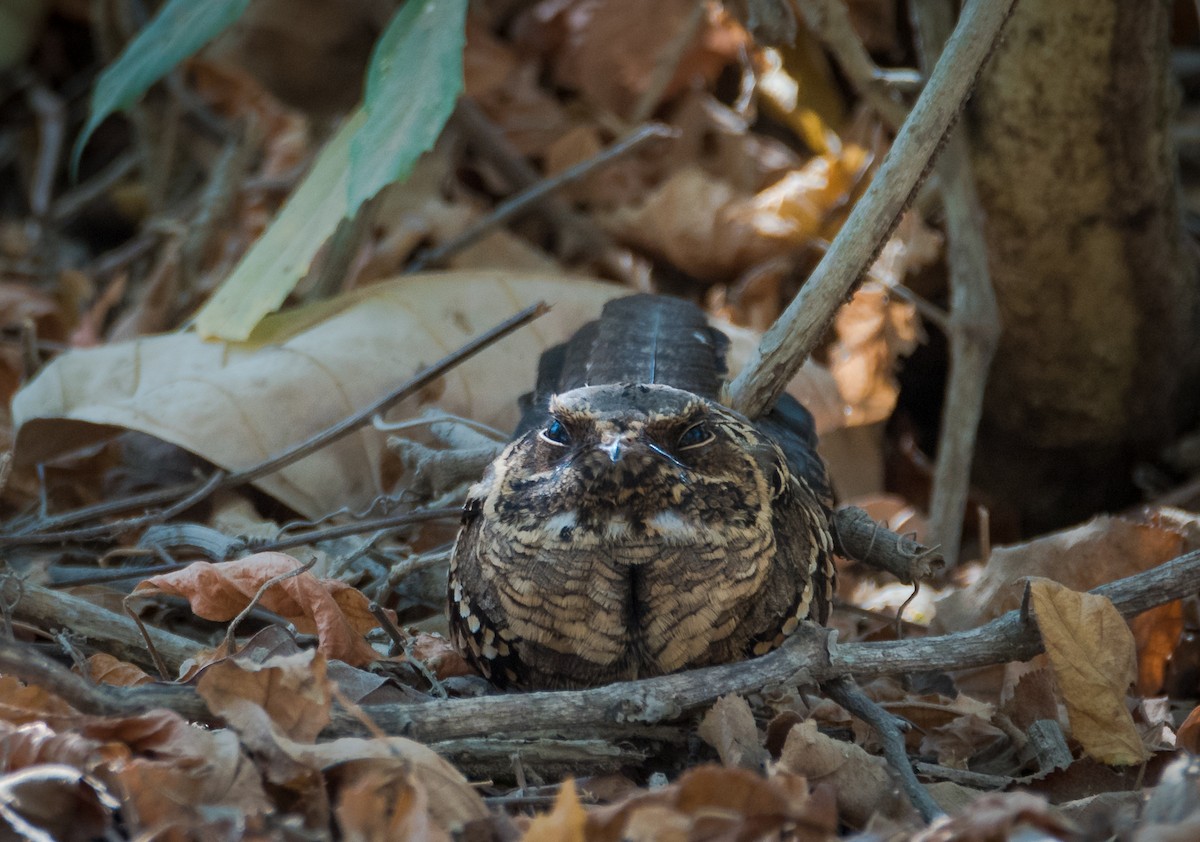 Common Pauraque - Lucas Lombardo