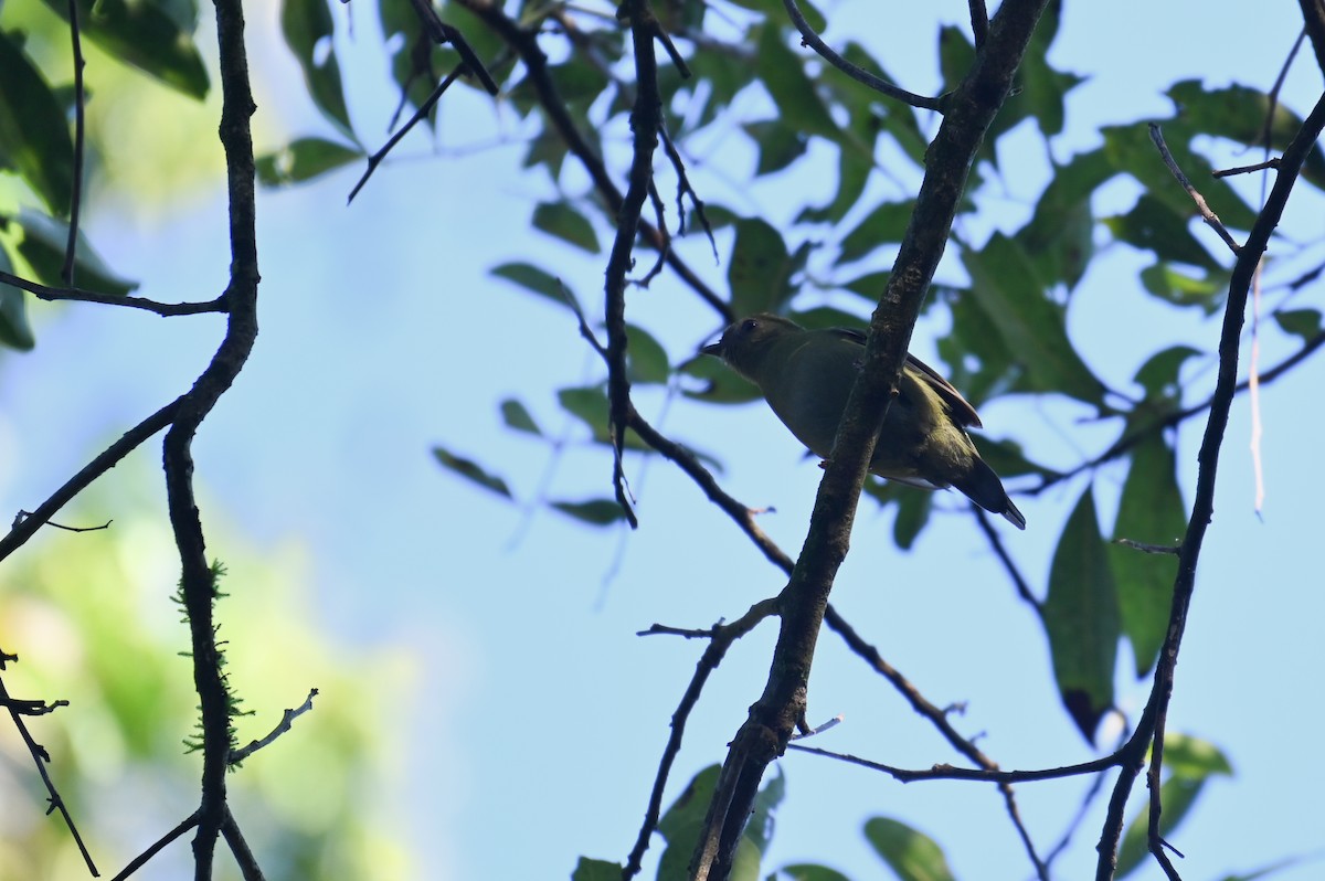 Swallow-tailed Manakin - ML621812445