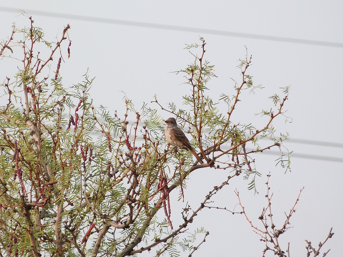 Ash-throated Flycatcher - ML621812455