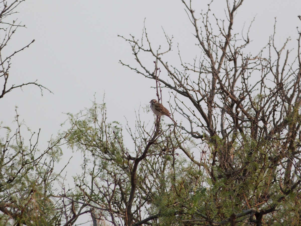 Lark Sparrow - ML621812466