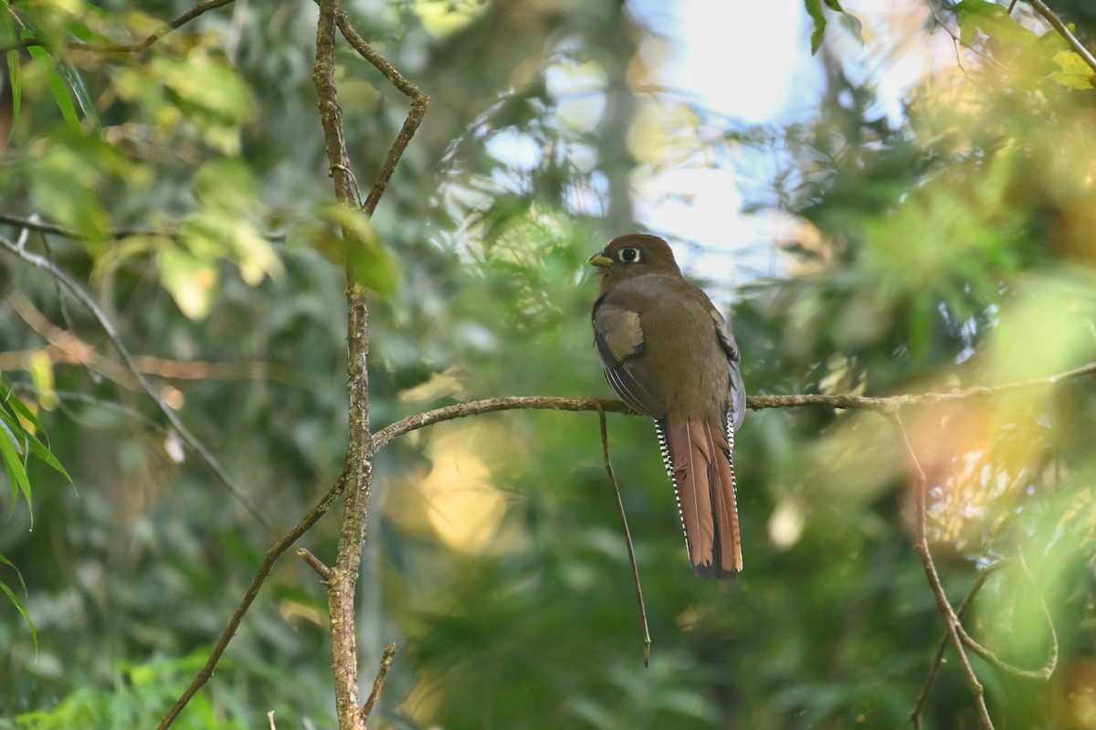 Atlantic Black-throated Trogon - ML621812494