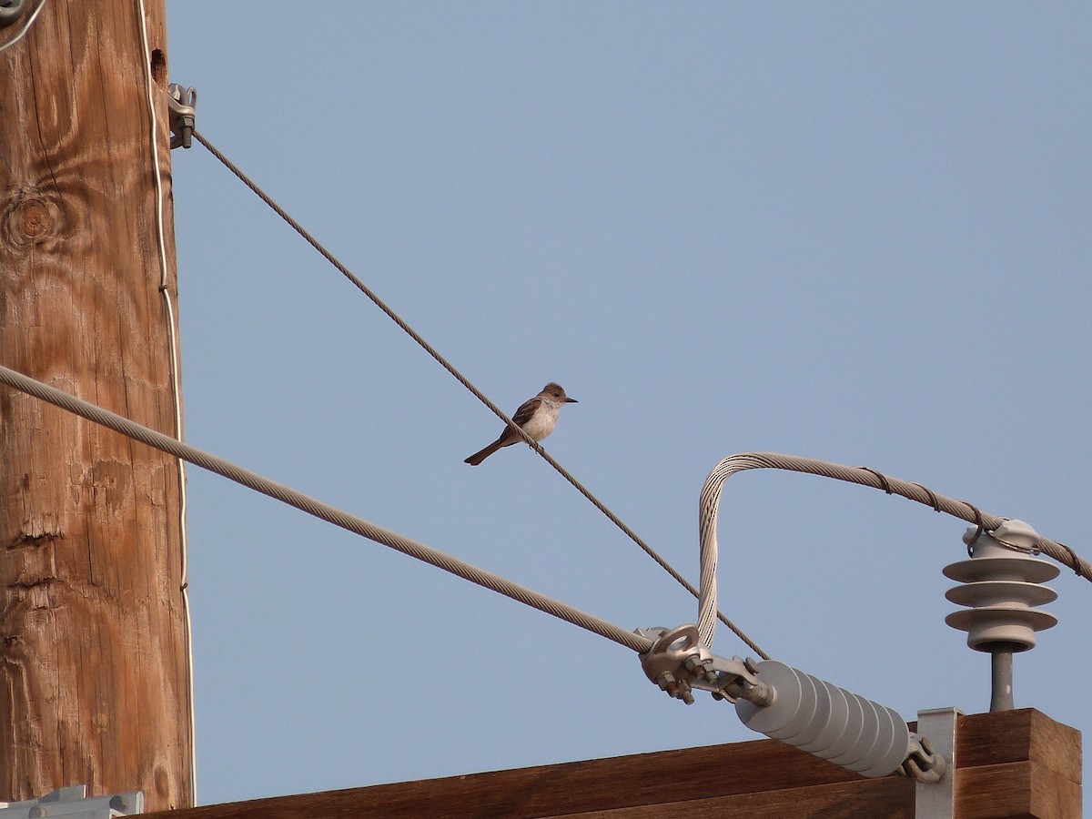 Ash-throated Flycatcher - ML621812502