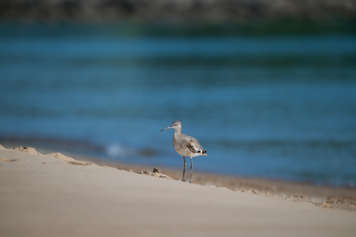 Willet - ML621812505
