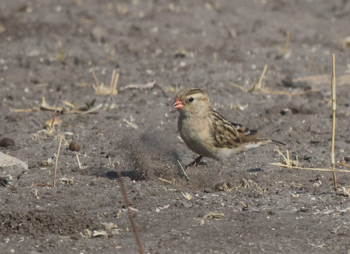 Shaft-tailed Whydah - ML621812537