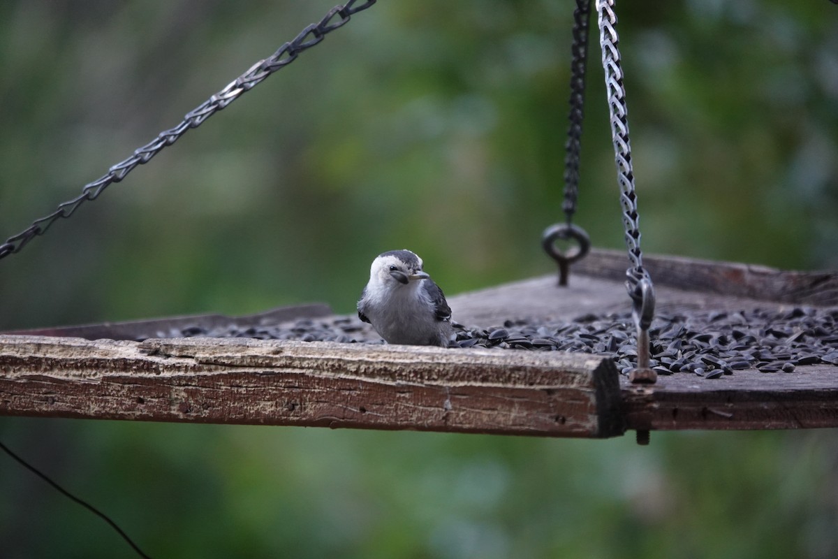 White-breasted Nuthatch (Interior West) - ML621812568