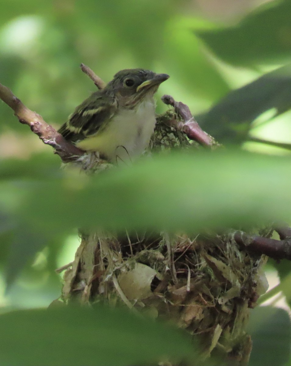 White-eyed Vireo - Suzanne Roberts