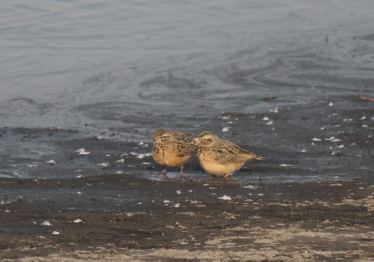 Pink-billed Lark - ML621812599