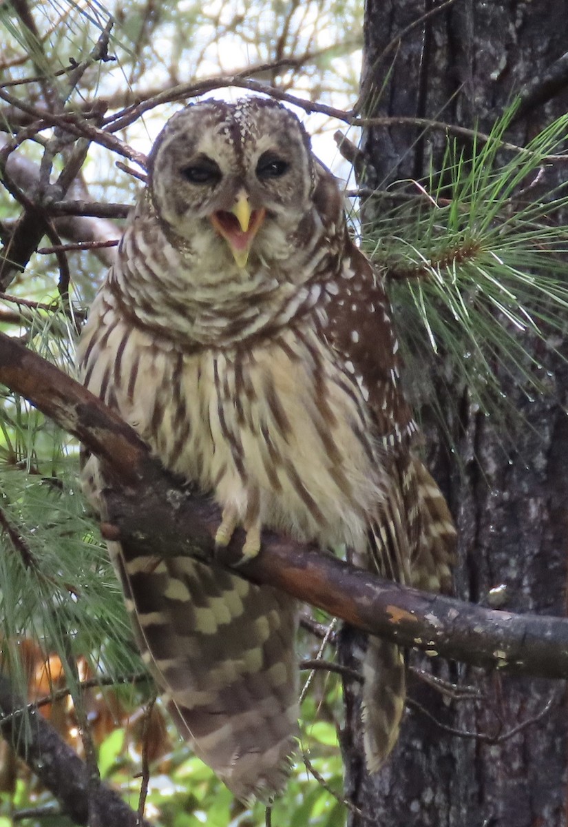 Barred Owl - ML621812608