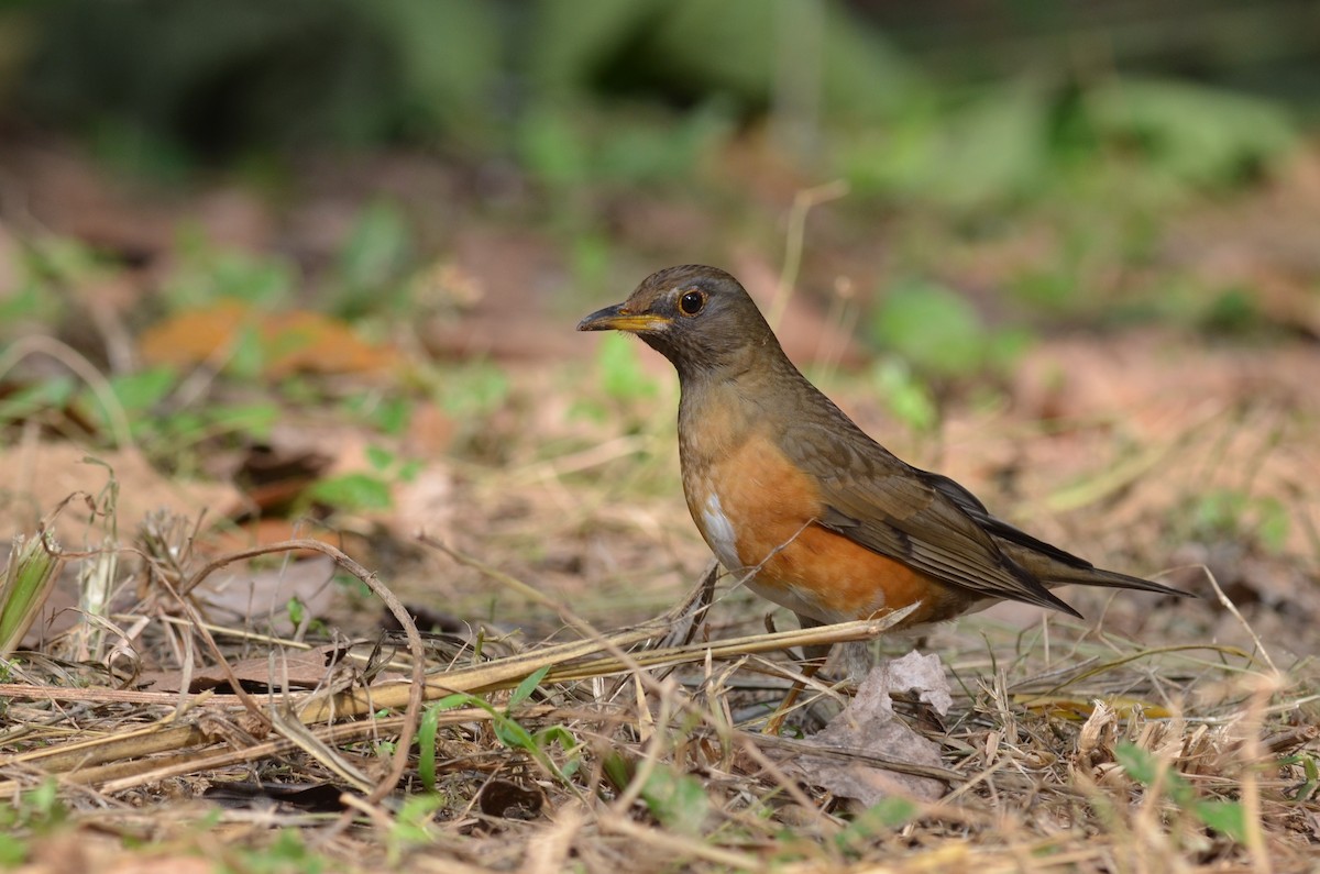 Brown-headed Thrush - Chun-Chieh Liao