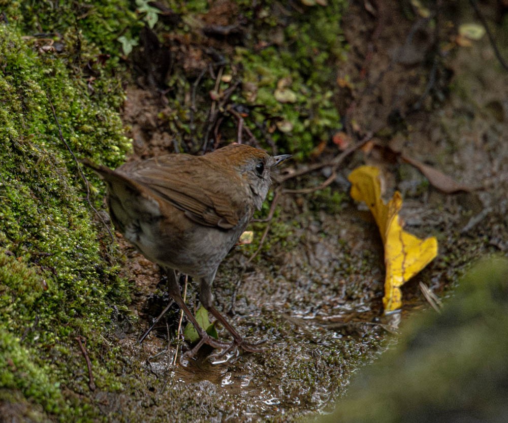 Ruddy-capped Nightingale-Thrush - Carlton Cook