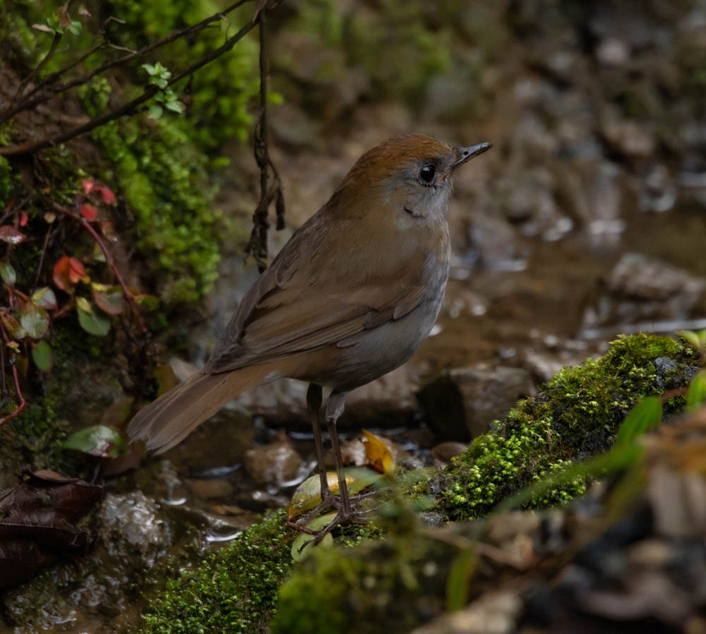 Ruddy-capped Nightingale-Thrush - ML621812631