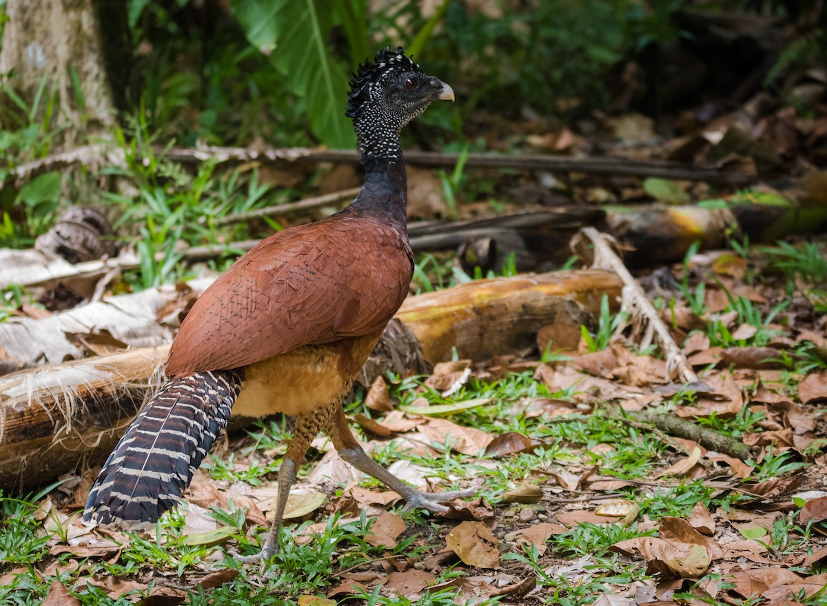 Great Curassow - Lucas Lombardo