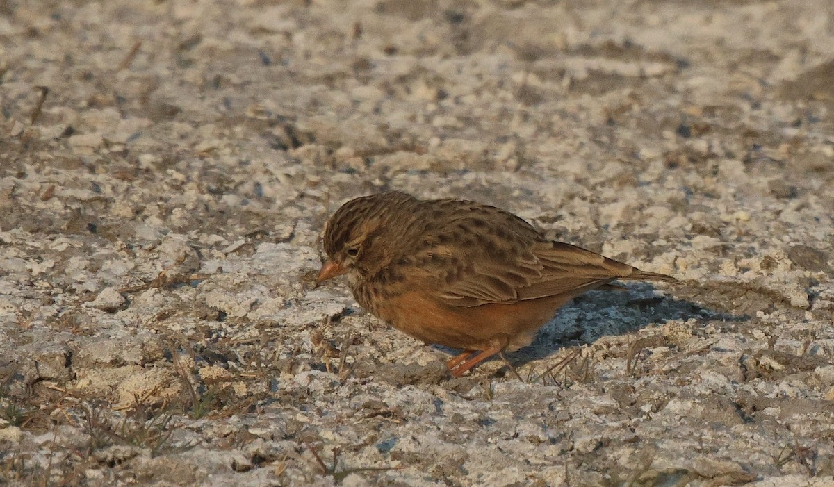 Pink-billed Lark - Frank Willems - Birding Zambia