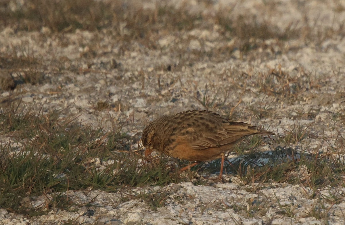 Pink-billed Lark - ML621812674