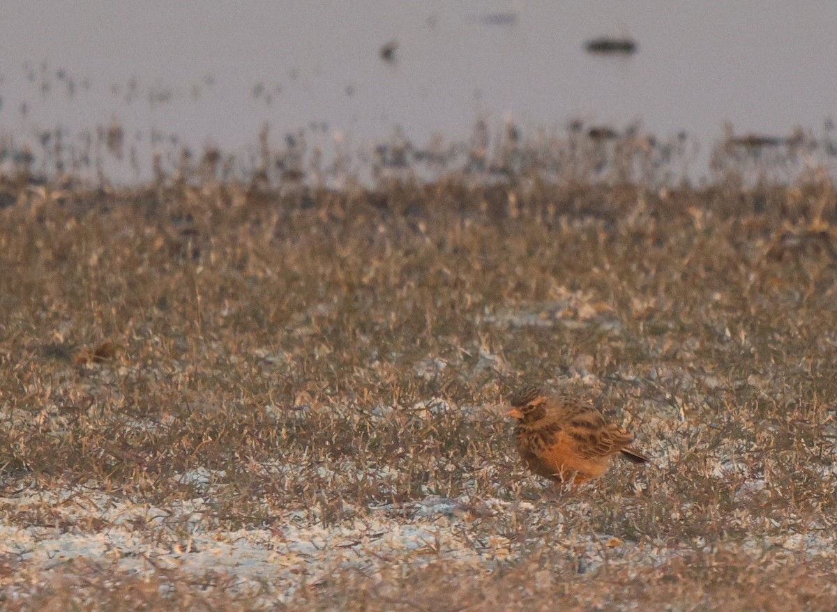 Pink-billed Lark - ML621812694