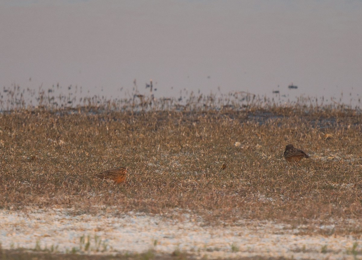 Pink-billed Lark - ML621812695