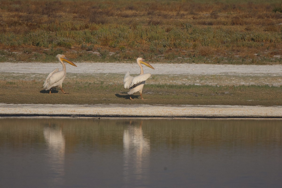 Great White Pelican - ML621812728