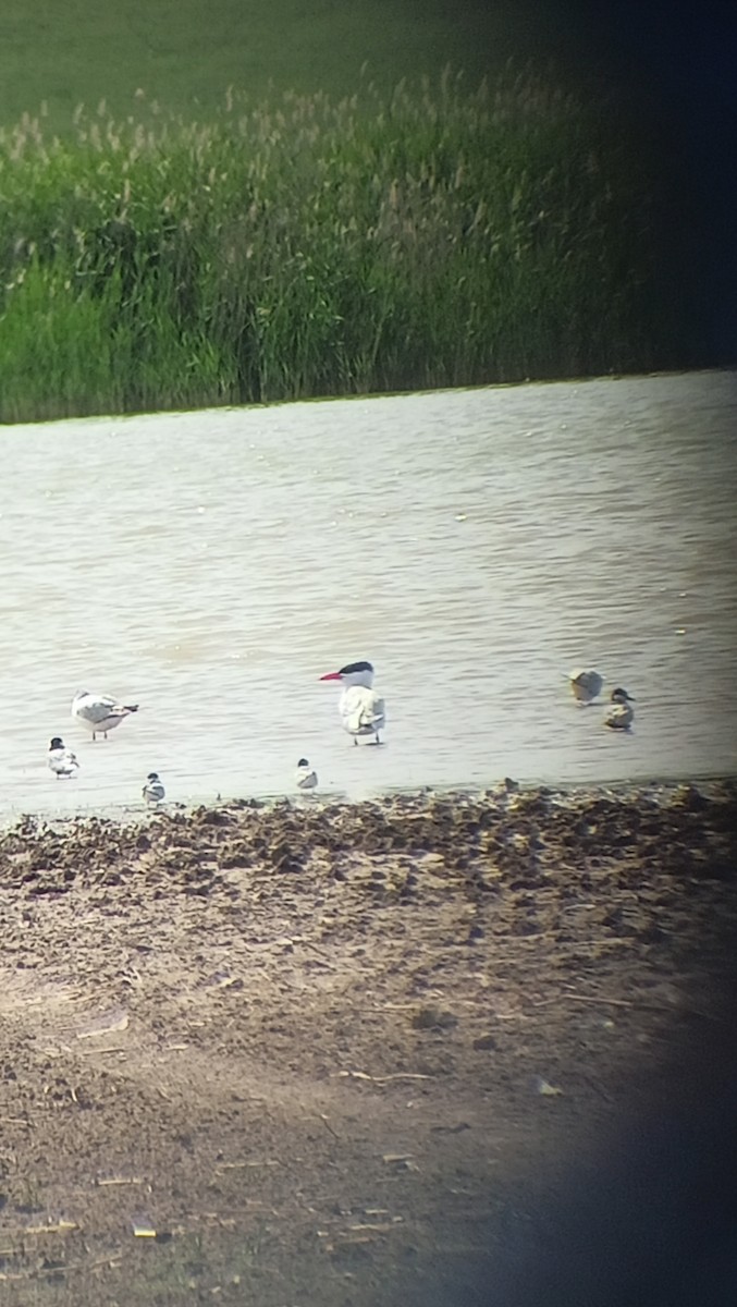 Caspian Tern - ML621812768