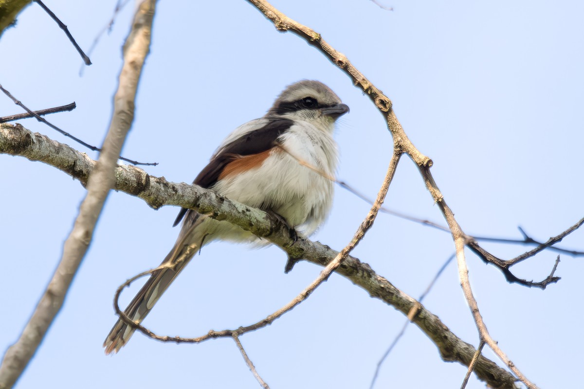 Mackinnon's Shrike - ML621812832