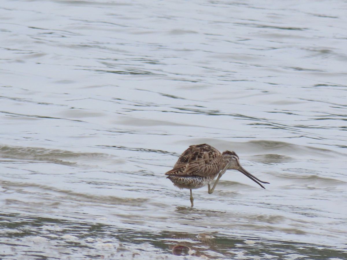 Short-billed Dowitcher (griseus) - Sean Williams