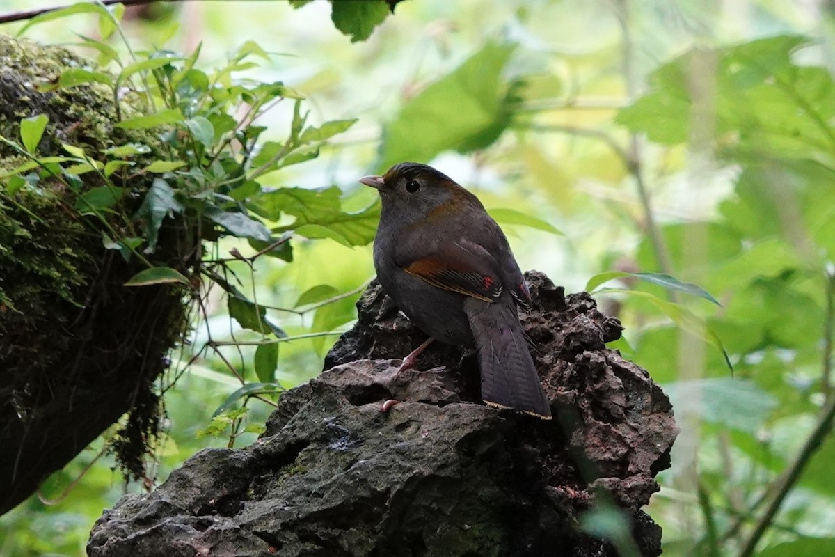 Gray-faced Liocichla - ML621812875