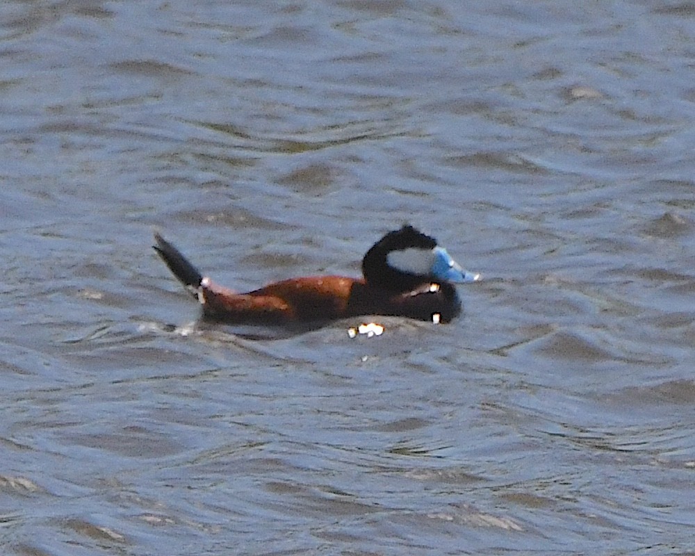 Ruddy Duck - ML621812922