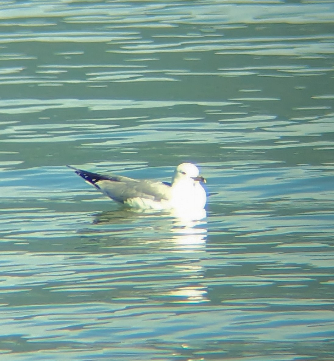 Ring-billed Gull - ML621812998