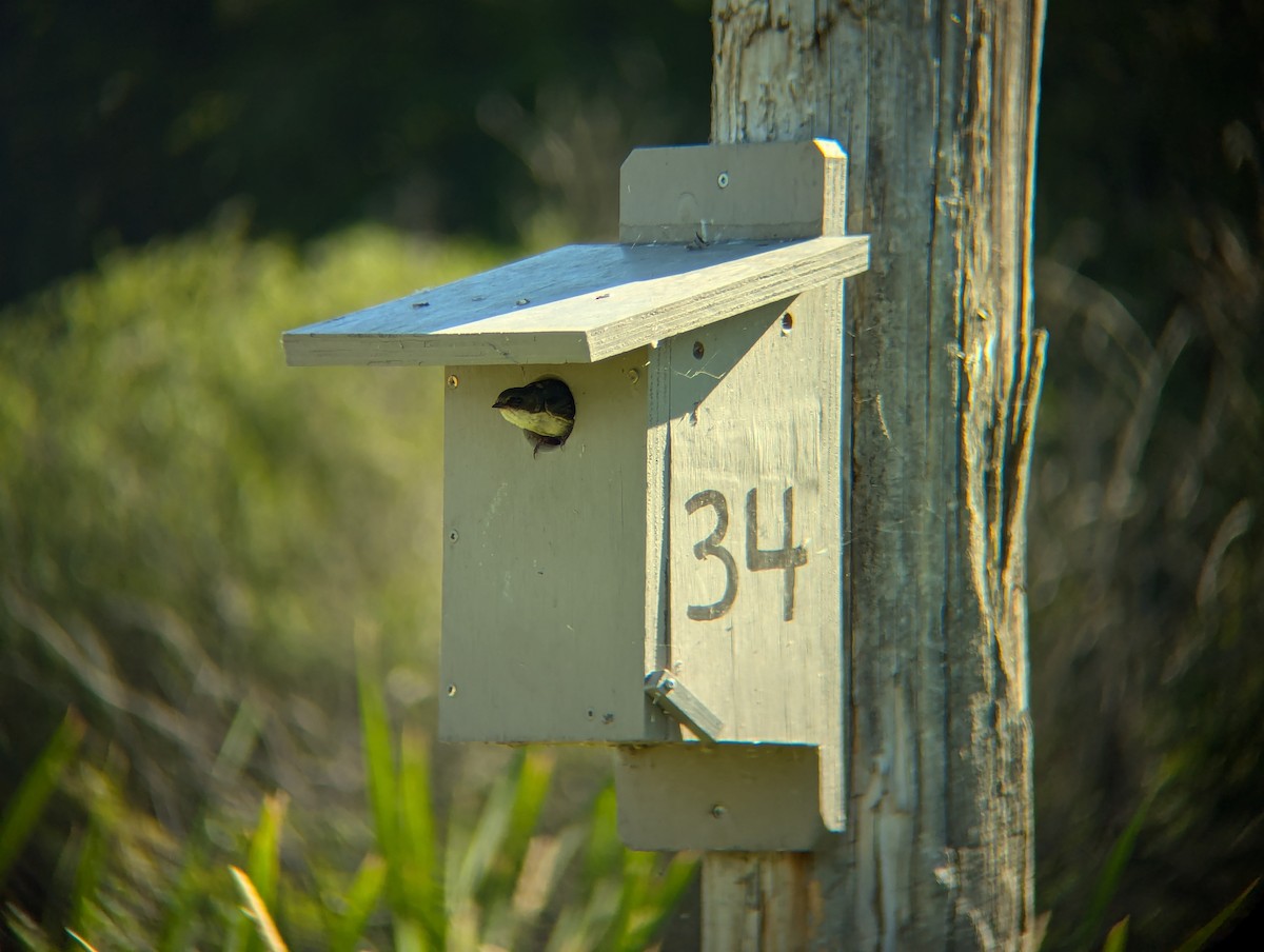 Tree Swallow - ML621813005