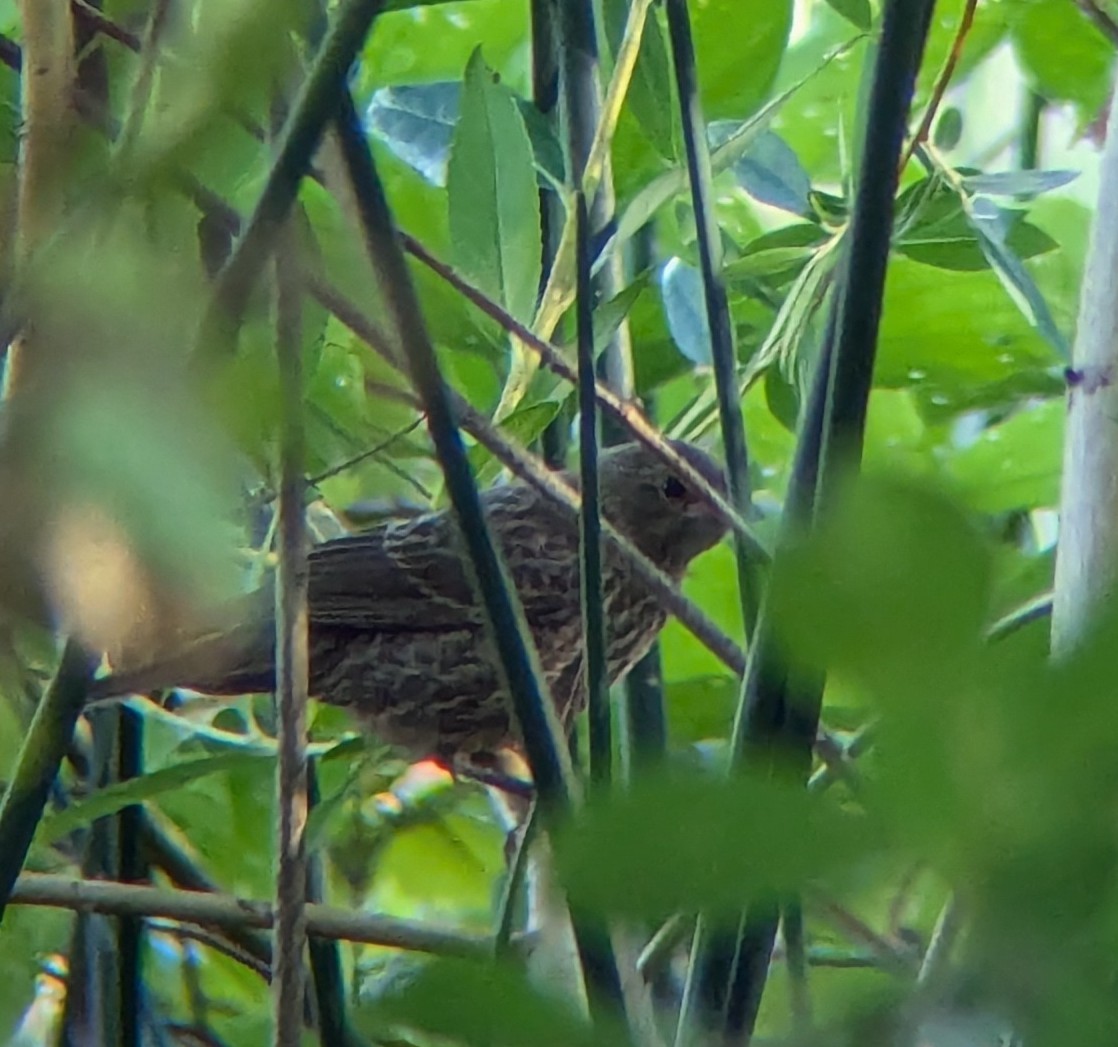 Red-winged Blackbird - ML621813008
