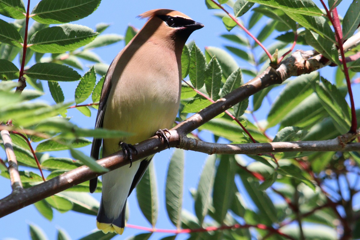 Cedar Waxwing - ML621813057