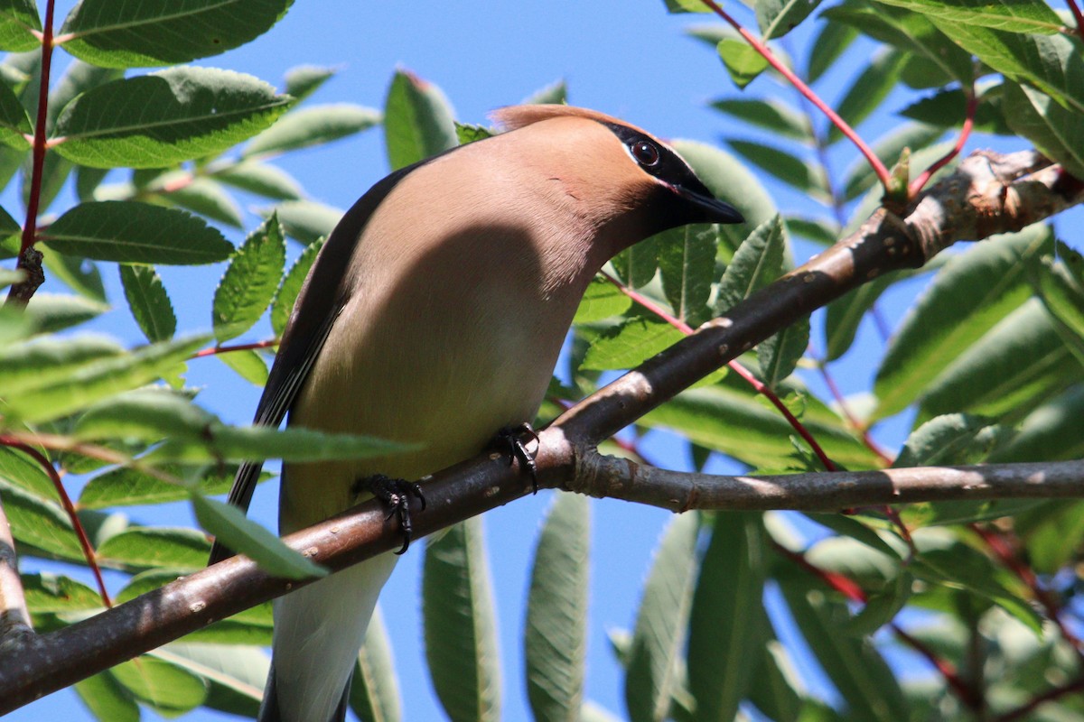 Cedar Waxwing - ML621813059