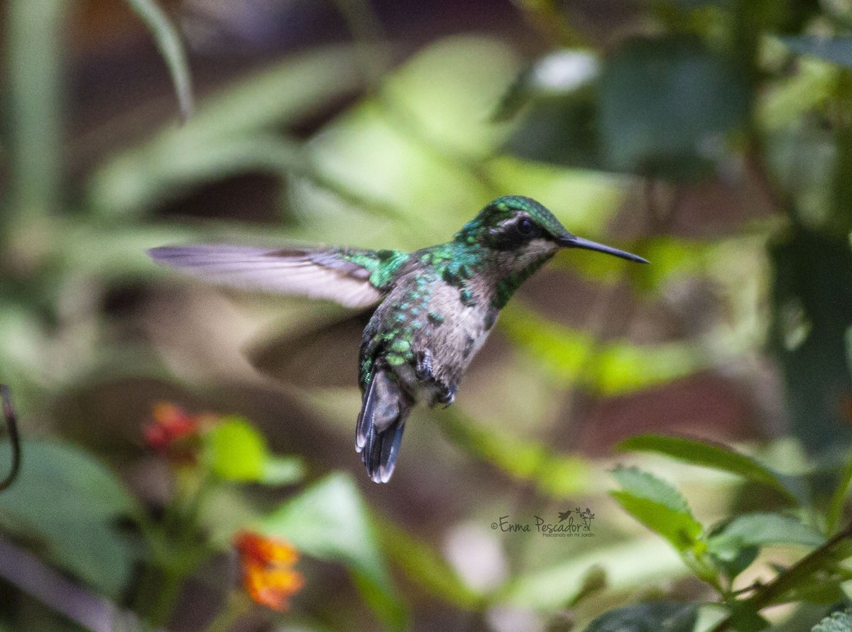 Green-tailed Emerald - ML621813084