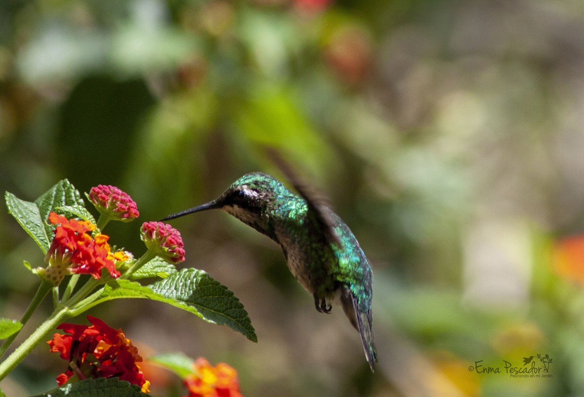 Green-tailed Emerald - ML621813085