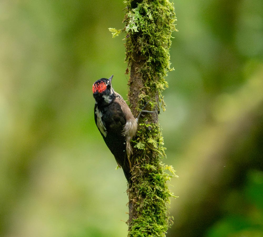 Hairy Woodpecker (Costa Rican) - ML621813098