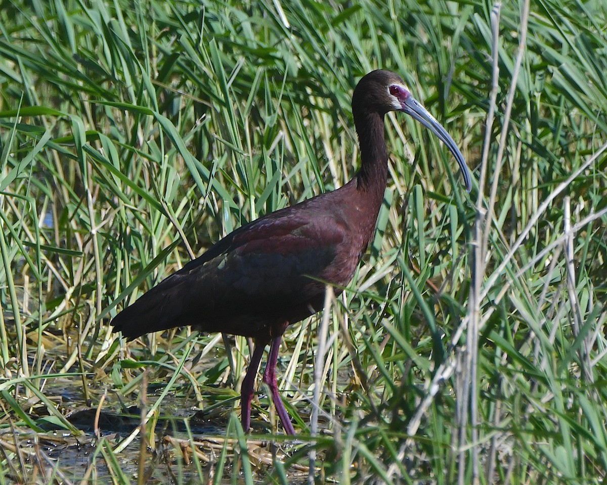 Ibis à face blanche - ML621813099