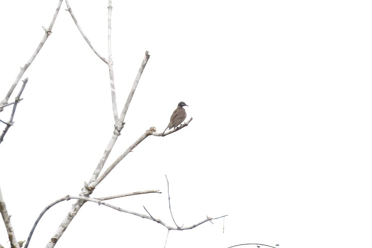 Streak-headed Honeyeater - ML621813119