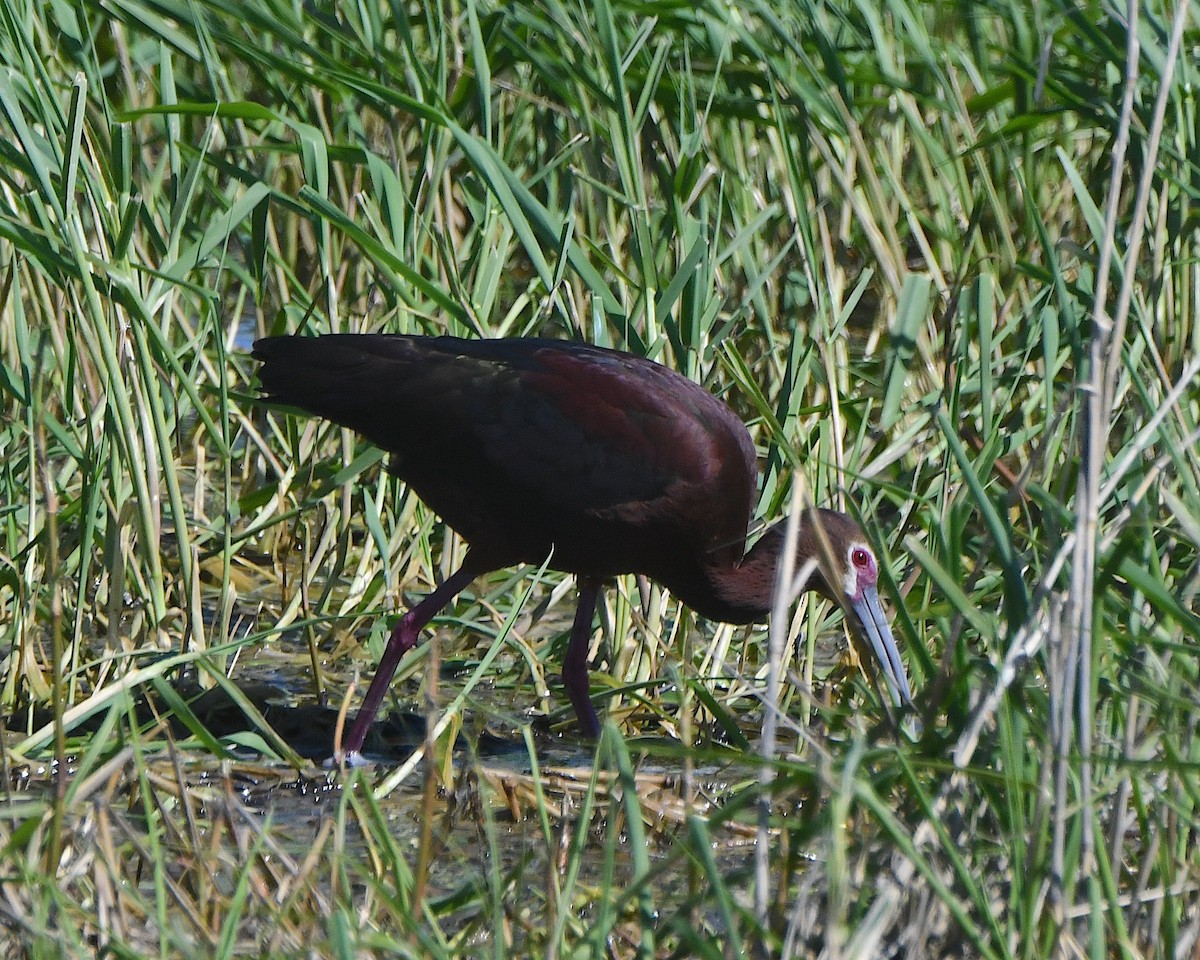 Ibis à face blanche - ML621813122