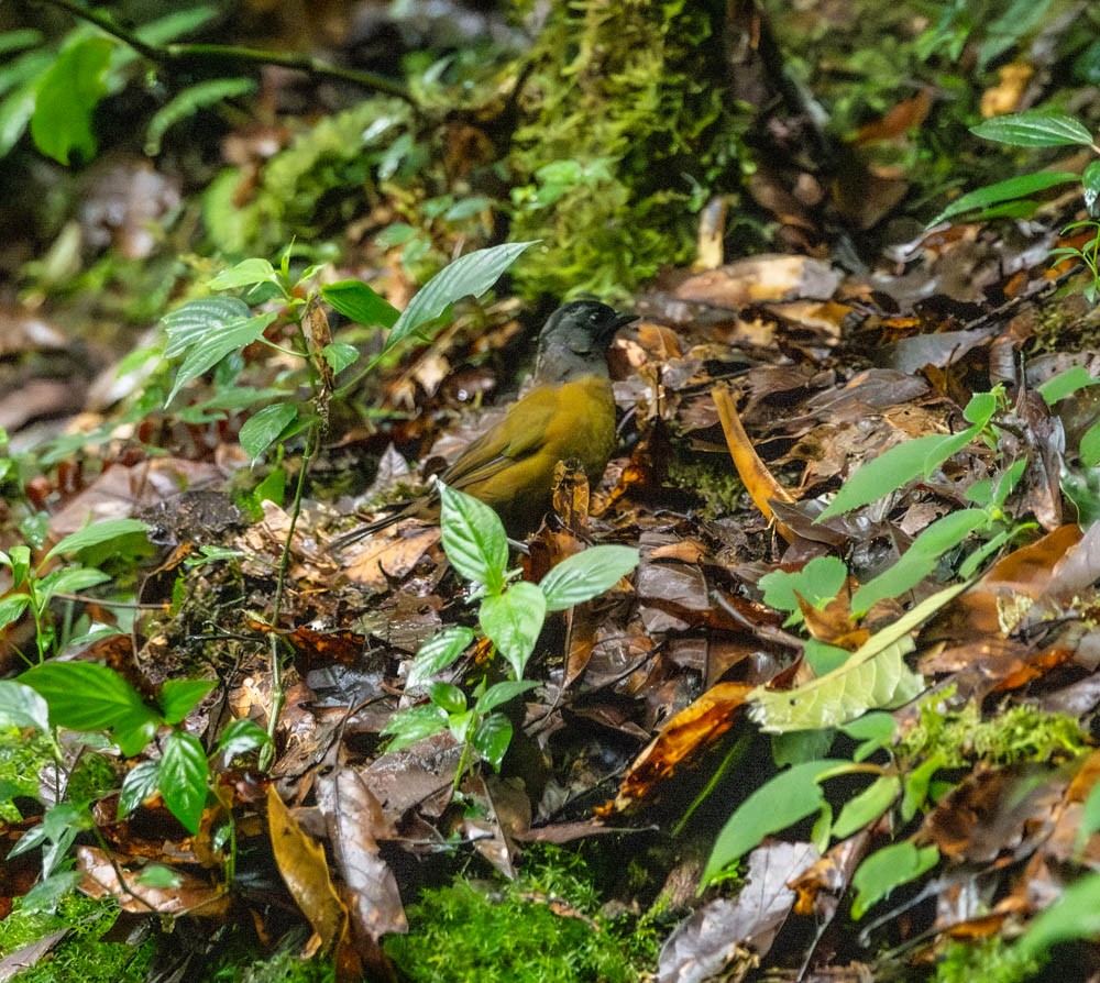 Large-footed Finch - ML621813123